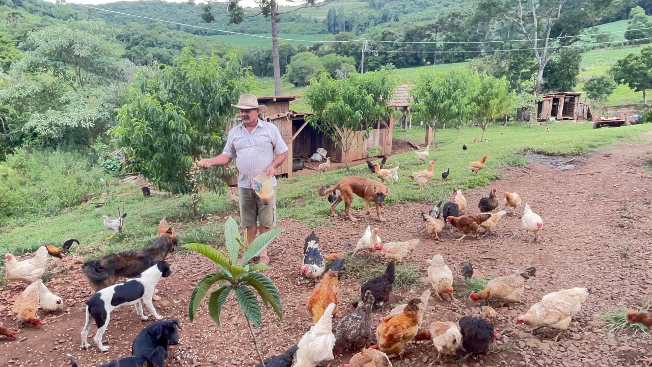 UM SÍTIO COM GRANDE VARIEDADE DE ANIMAIS E FRUTIFERAS - MARIO PEGORARO