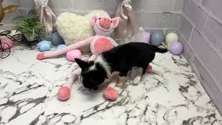 チワワ(ロング)の動画01