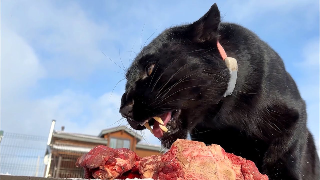 Lost videos of Luna the panther from November 😁(ENG SUB)