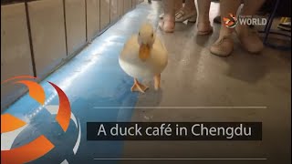 Download lagu Coffee and quacks served up at Chengdu duck café... mp3