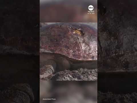 Sea turtle returns to ocean after treatment