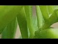 New Vlog Review Of Beautiful New Tree In My Wife Garden Vlog Video