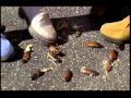 Starship Troopers Do Your Part Kids Squashing Bugs