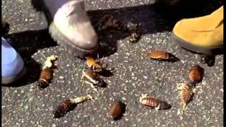 Starship Troopers - Do Your Part - Kids Squashing Bugs