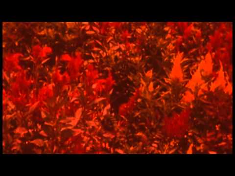 The path of ghostly memories - Guitar Clone Odyssey
