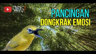 Download lagu Suara Pancingan Kecial Kuning Dongkrak Emosi mp3