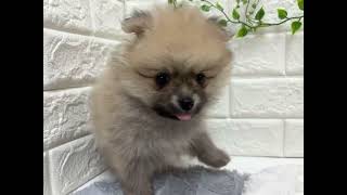 ポメラニアンの動画01
