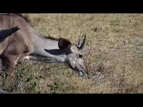 Djuma: Kudus and Impalas - 13:45 - 06/13/21