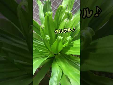 園芸 シダの葉を使ったマルチ