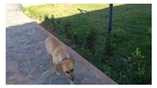 الكلاب تبقى كلاب🐕 Cães brigando na fazenda