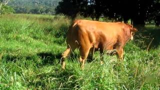 preview picture of video 'Limousin bull No 103 Willowvale Gordon well muscled no grain.MOV'