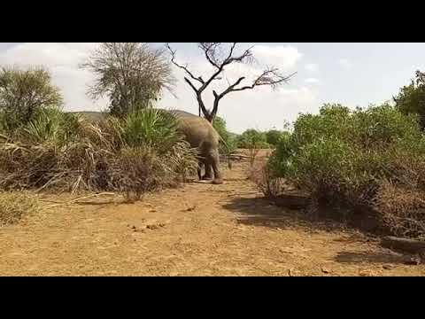 Nature's Wonders: Understanding Elephant Reproduction