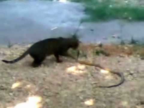 cat vs snake at Sutrapada .mp4
