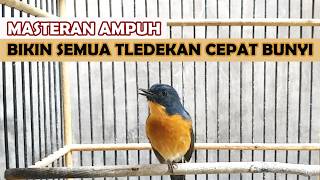 Download lagu Suara Asli Tledekan BAKAU ‼️ Pancingan Sulingan Gunung SRDC Jongkangan Decu Murai Agar cepat GACOR mp3 Download lagu Suara Asli Tledekan BAKAU ‼️ Pancingan Sulingan Gunung SRDC Jongkangan Decu Murai Agar cepat GACOR mp3