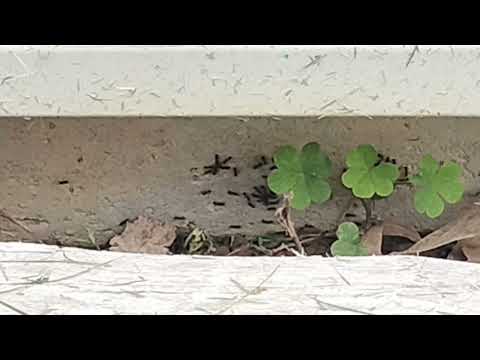 Ants Snacking on Our Gel Bait in Lincroft, NJ