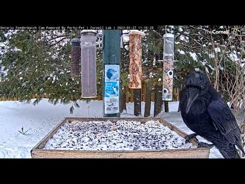Raven visits Ontario feeder          11 15 40 1 27 23