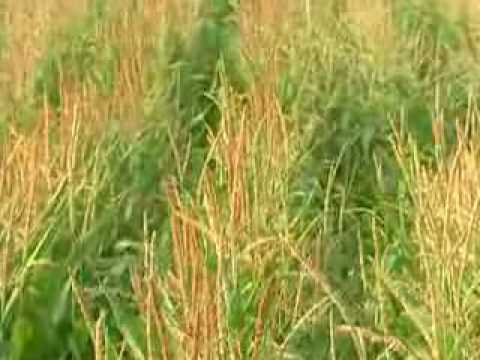 GM food and you  kameleon 222.avi