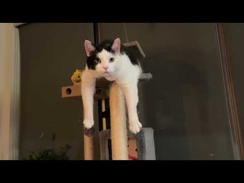 We’ve got some serious danglebeanage