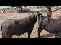 Buffalo Mating First Time Animal Sex Breeding Process Behaviour Water Cow Getting Pregnant