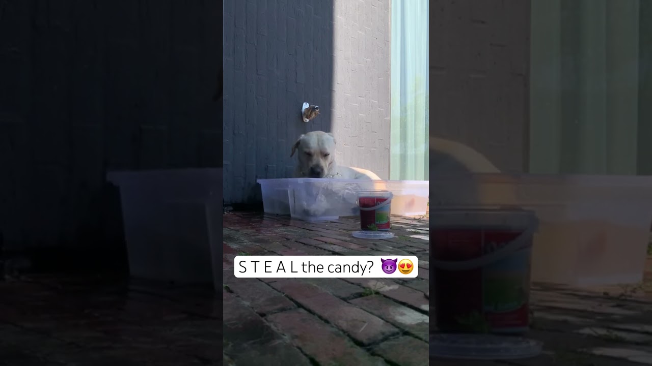 Will he take the candy? #goodboy #joepie #dog #doggo #freeclarence