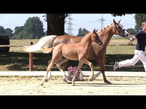 41 – Dono Del Cielo, HF von Del Piero - Mentos, *02.05.2018