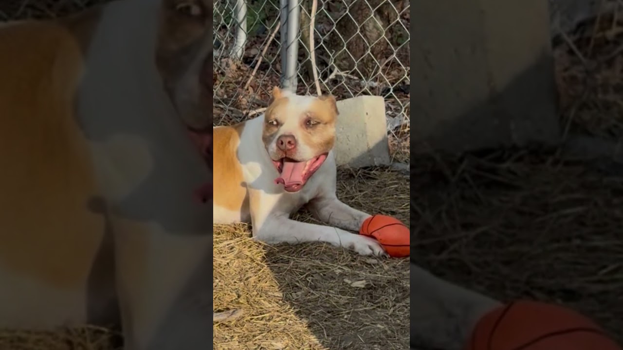Enlarge Bently, a Adoptable Pit Bull Terrier in Clinton, NC video 5/5