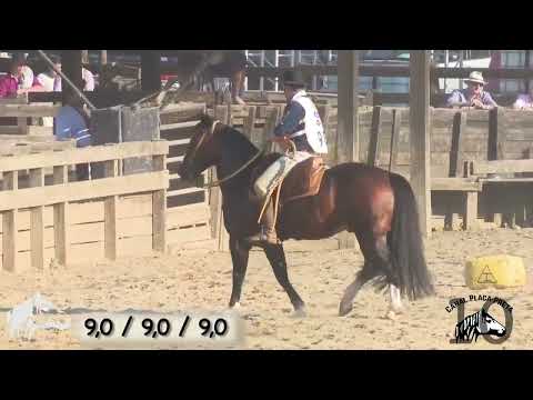 PN Cambiasso - Paleteada Prova 1