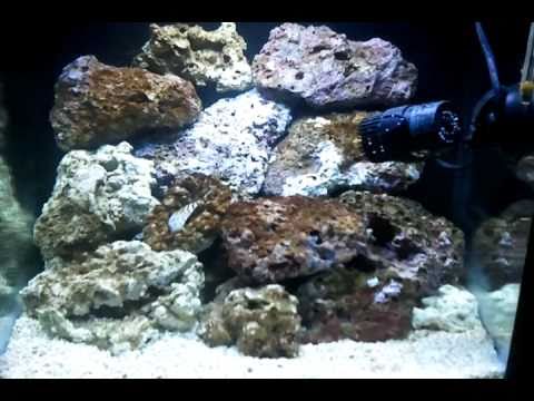 comment demarrer un aquarium marin