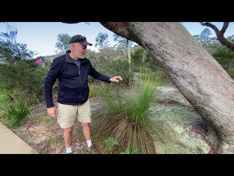 The Australian Grass Tree - A weapons-making machine!