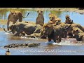 Lion Pride Vs Crocodile | Kruger National Park