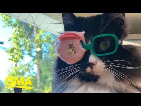 Truffles the cat helps kids with glasses and eye patches l GMA
