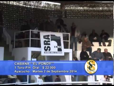 Cabaña El Ponoy - San Luis - Venta Toro P. Hereford  - Ayacucho - 02/09/2014