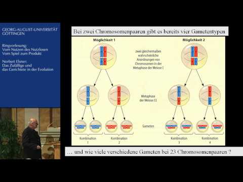 Das Zufällige und das Gerichtete in der Evolution