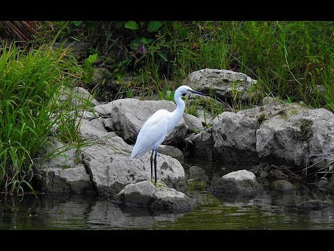 Mark Knopfler -Ride Across The River