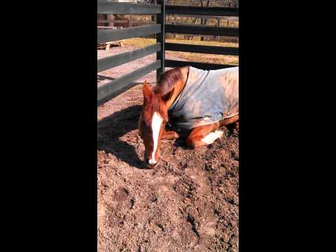 VID_20130215_141200_771.mp4