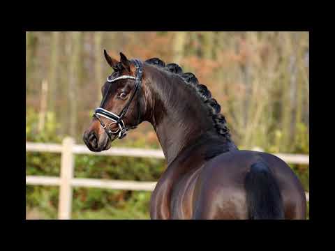 For A Lifetime 4yo stallion by For Dance