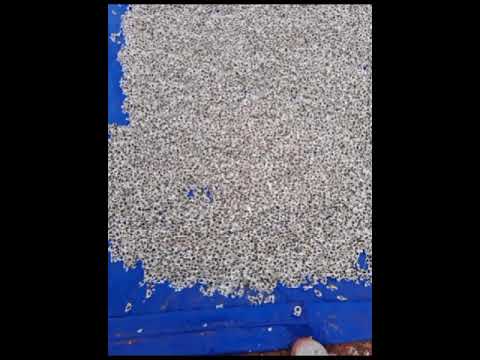 MORINGA Seed Odc For Plantation