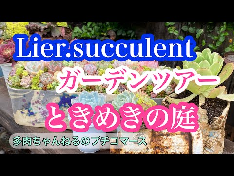 セダム 多肉植物の良い選択 2022