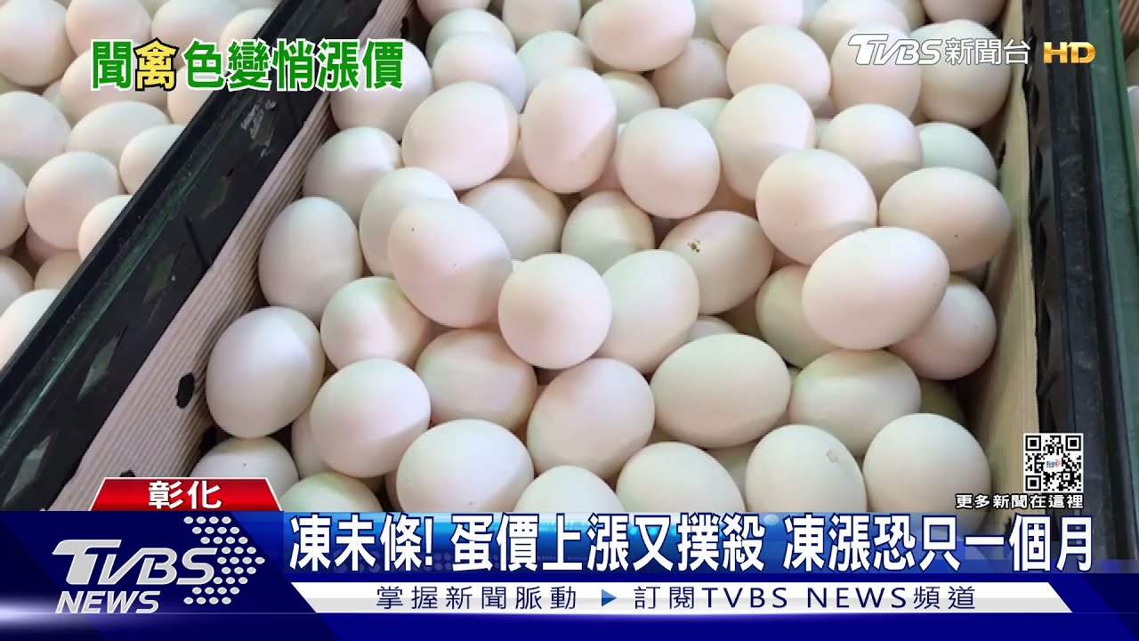 凍未條！蛋價上漲又撲殺　凍漲恐只一個月
