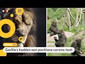 Leeuwen en gorilla's in Blijdorp hebben corona