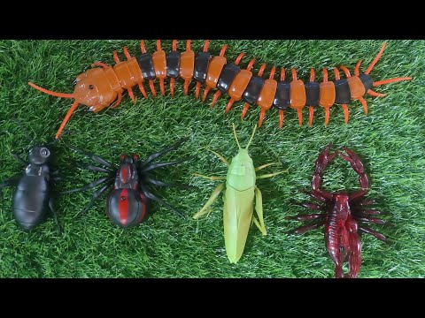 Testing All Remote Control Animals|R/C  Ghost spider vs Grasshopper vs scorpion vs Ant vs Scorpion