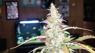 Mazar from North Atlantic Seed.