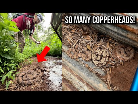 Herping auf der Atlanta Copperhead Farm! Viele Kupferköpfe, eine östliche Königsnatter und mehr f...