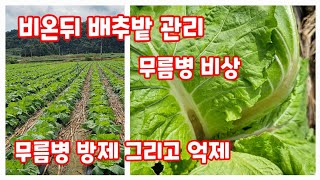 배추밭 관리 비온뒤 무름병 방제 억제 시기