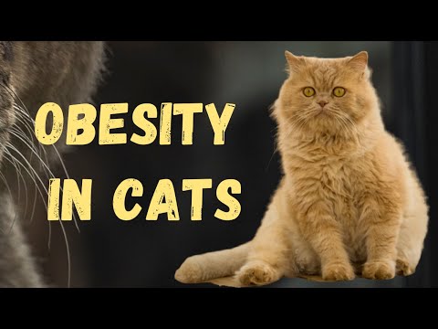 Obesity in Cats - A brief info about Causes, Symptoms & Treatment of Obesity in Cats