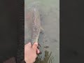 Video Thumbnail for River fishing / North of Saskatchewan River #short #catchandrelease #fishing #shorts