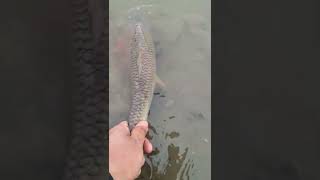 River fishing / North of Saskatchewan River #short #catchandrelease #fishing #shorts