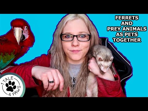 PET FERRETS AND OTHER PET SPECIES IN THE SAME HOUSEHOLD?