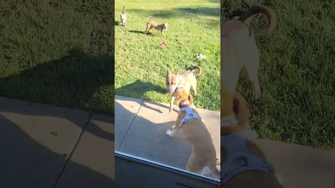 Enlarge Tracker, a Adoptable mixed breed in Fargo, ND video 2/6