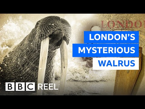 The mystery of the Walrus buried in a London graveyard - BBC REEL